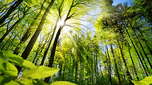 Grüner Wald mit Sonnenlicht, das durch die Bäume scheint